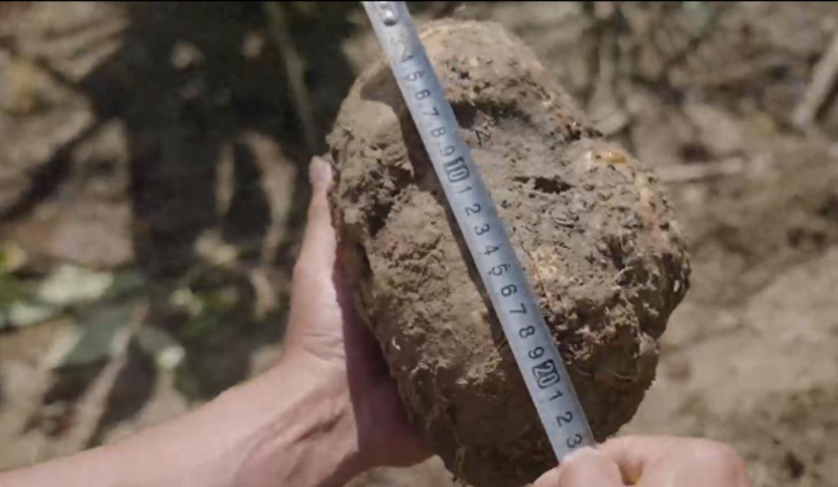 纤维爆表：魔芋爽为何成Z世代心中零食顶流？PG电子麻将胡了2试玩热量不到苹果一半膳食(图4)