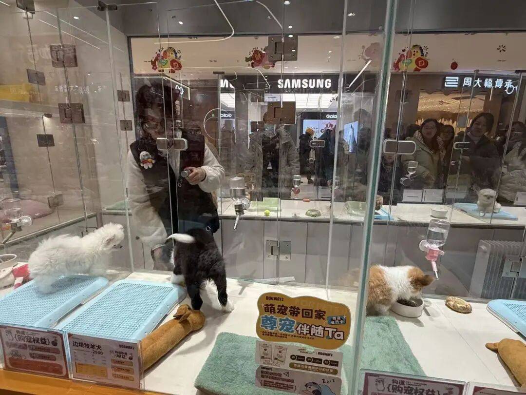 ！毛孩子也有新年三件套麻将胡了试玩模拟器爆单(图4)